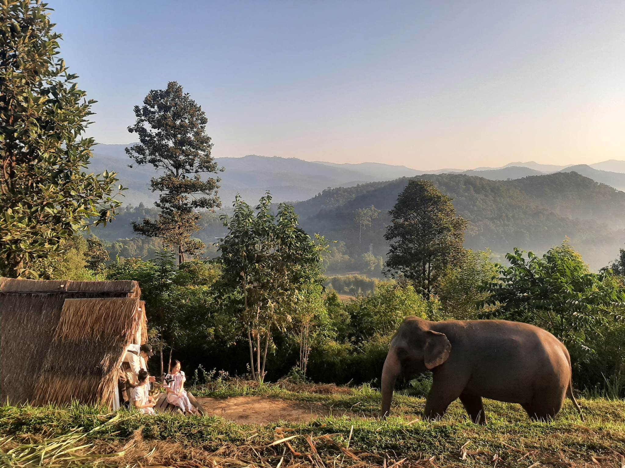 Home stay elephant