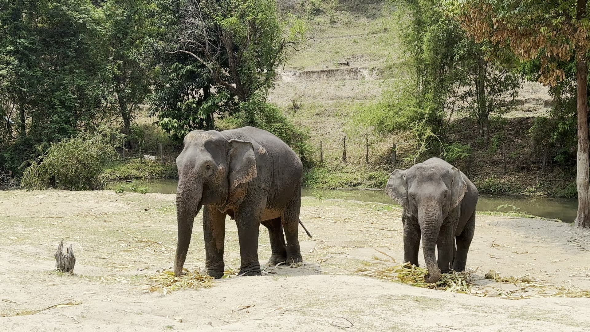 Elefanti in un santuario etico, tour avventura in Thailandia